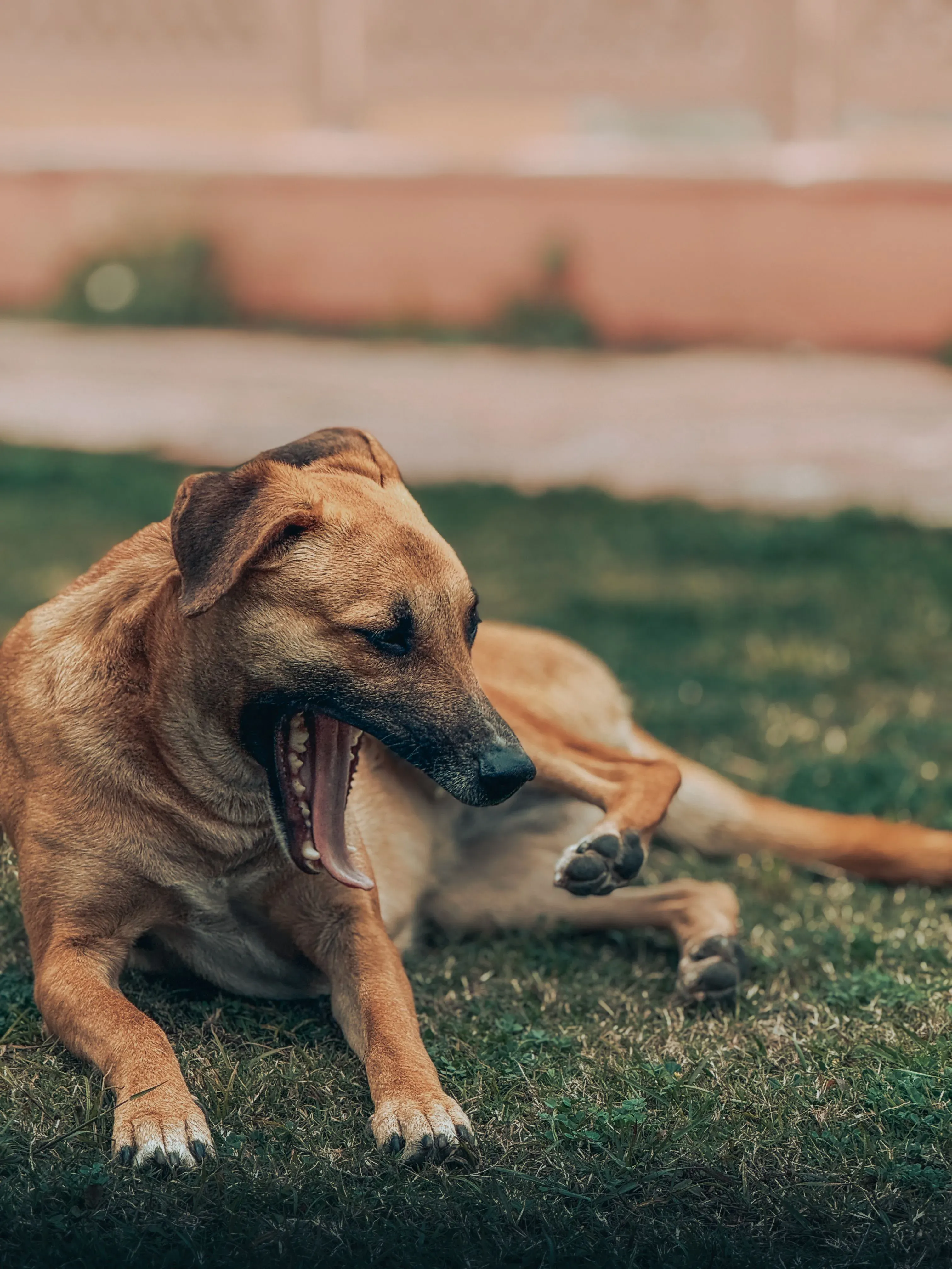 A tan short-coated dog with a dark muzzle lying on grass and yawning wide, one hind leg raised.
