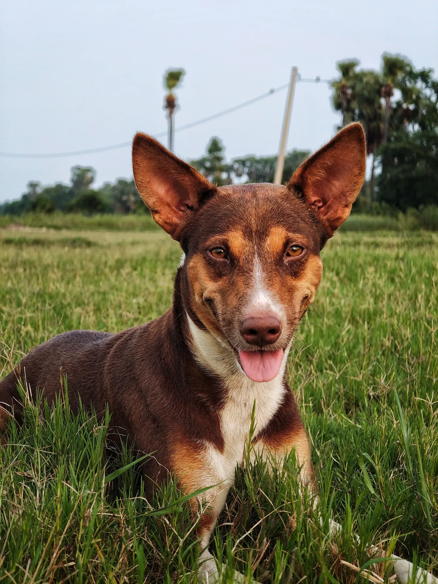 A smiling chestnut-and-white dog with large upright ears lying in a green field, tongue out, with palm trees behind.