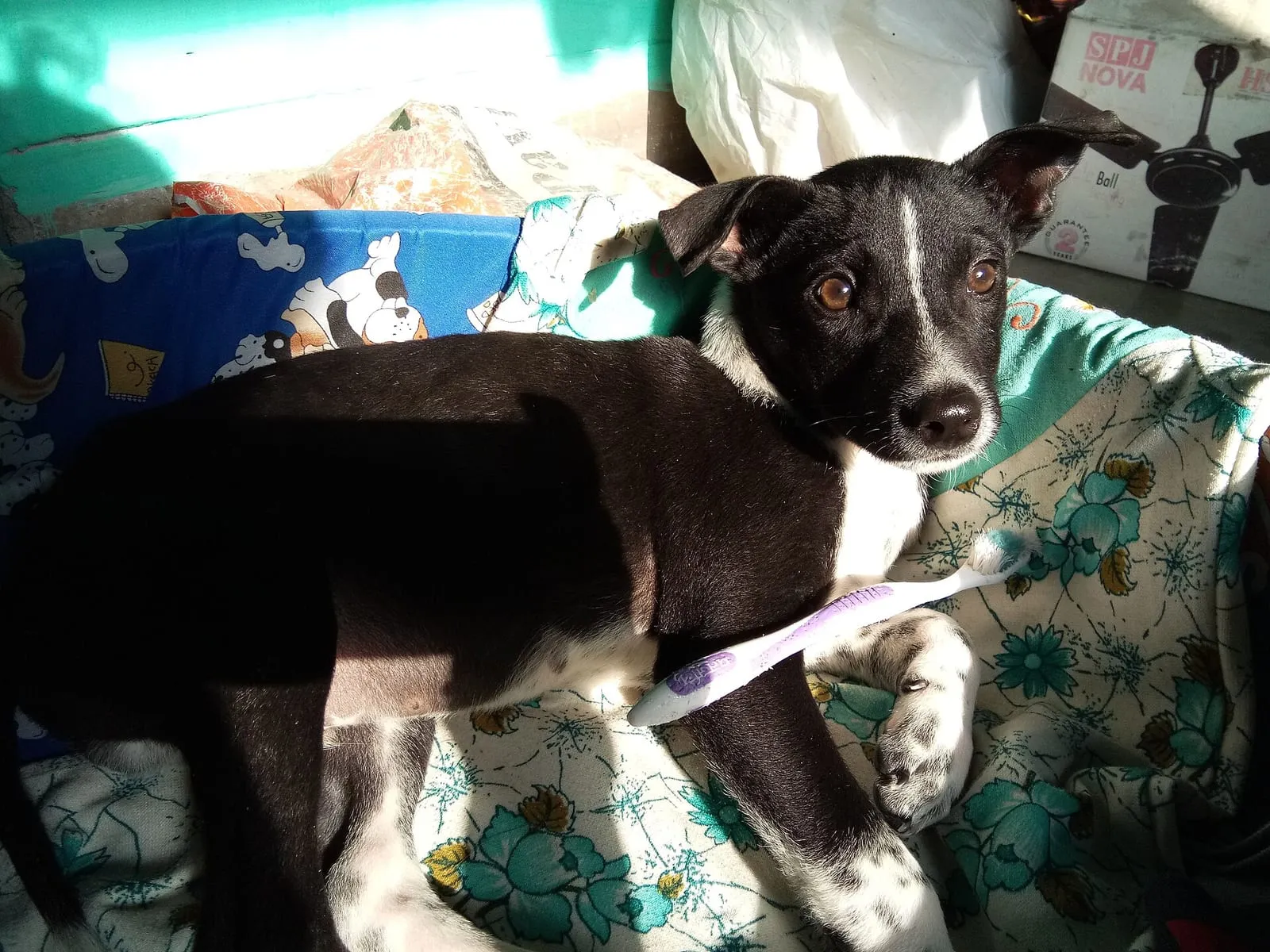 A black-and-white pariah dog relaxing on a patterned bedspread at home.