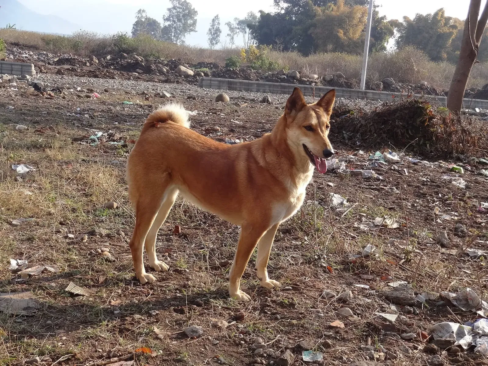 A red-fawn pariah dog standing side-on in a dry field, tail curled over its back.