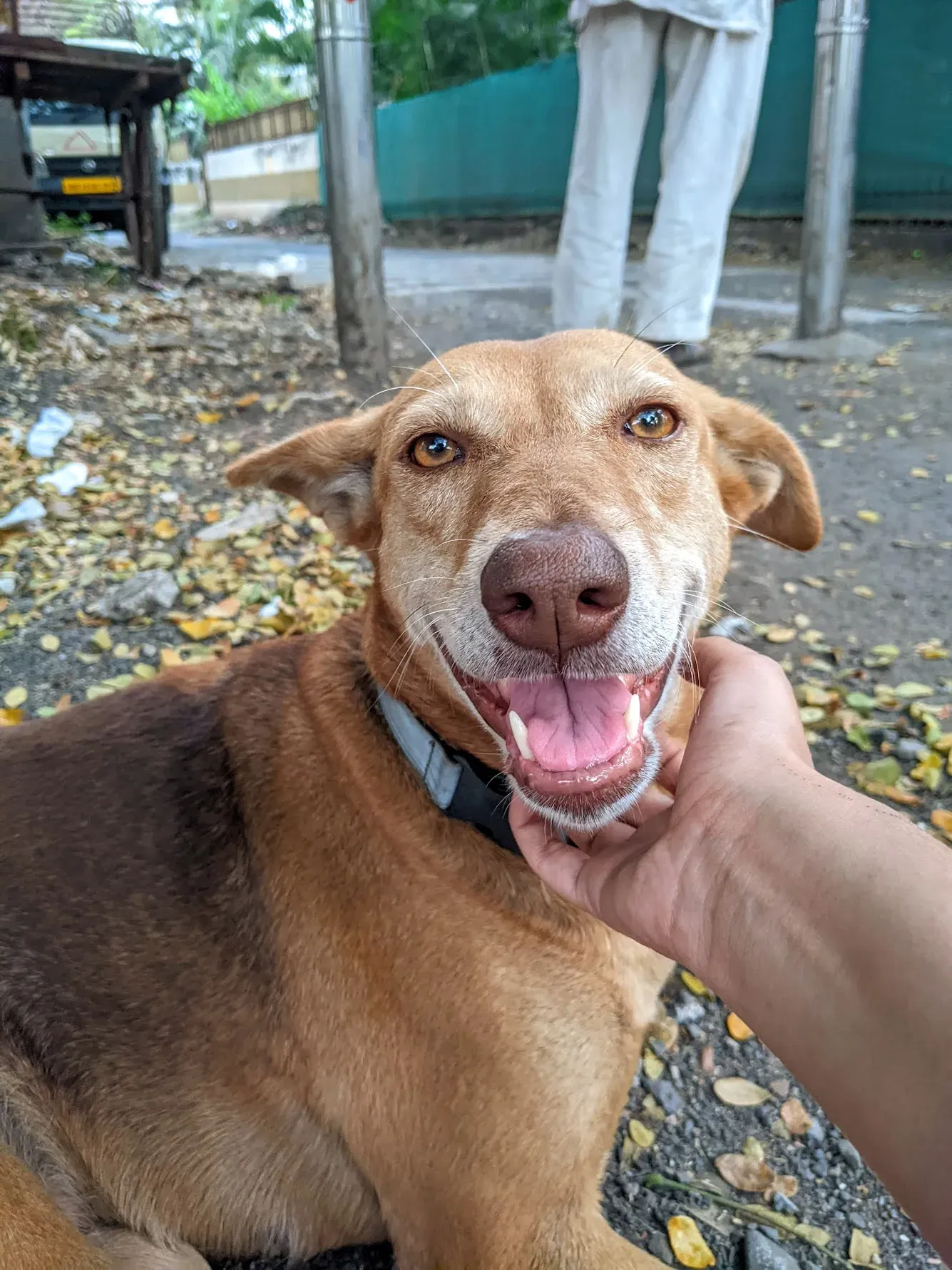 Scratchy, a brown Indian Pariah Dog with light brown eyes and a brown nose.