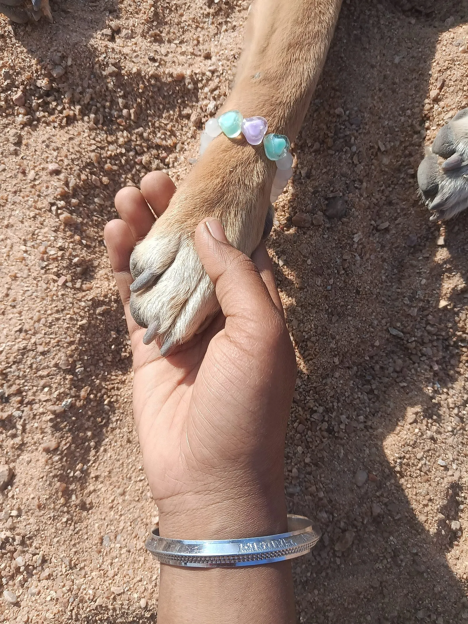 A person’s hand gently holding a dog’s paw.