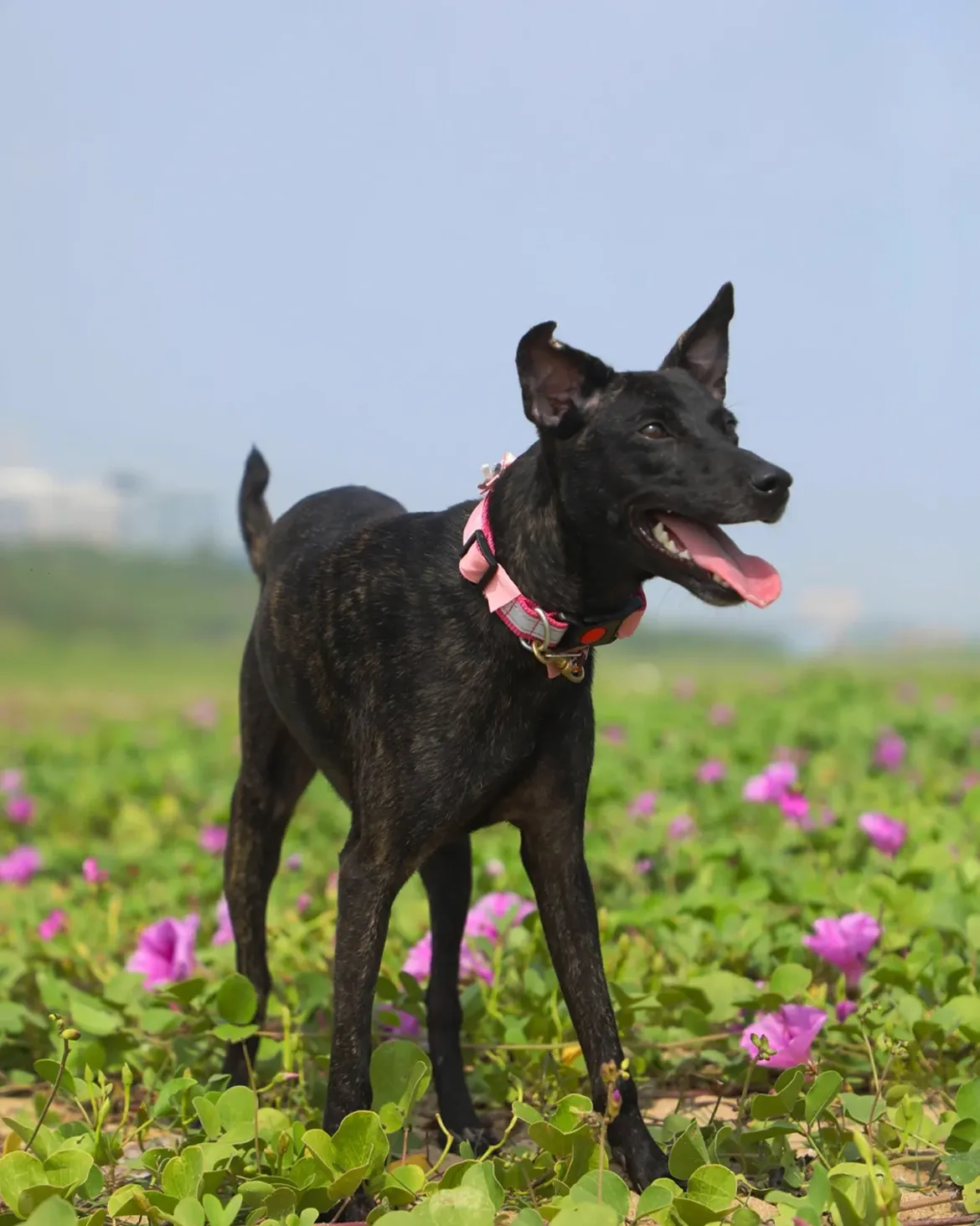 A dark-coated Indian pariah dog in a pink collar standing in a field of pink flowers.