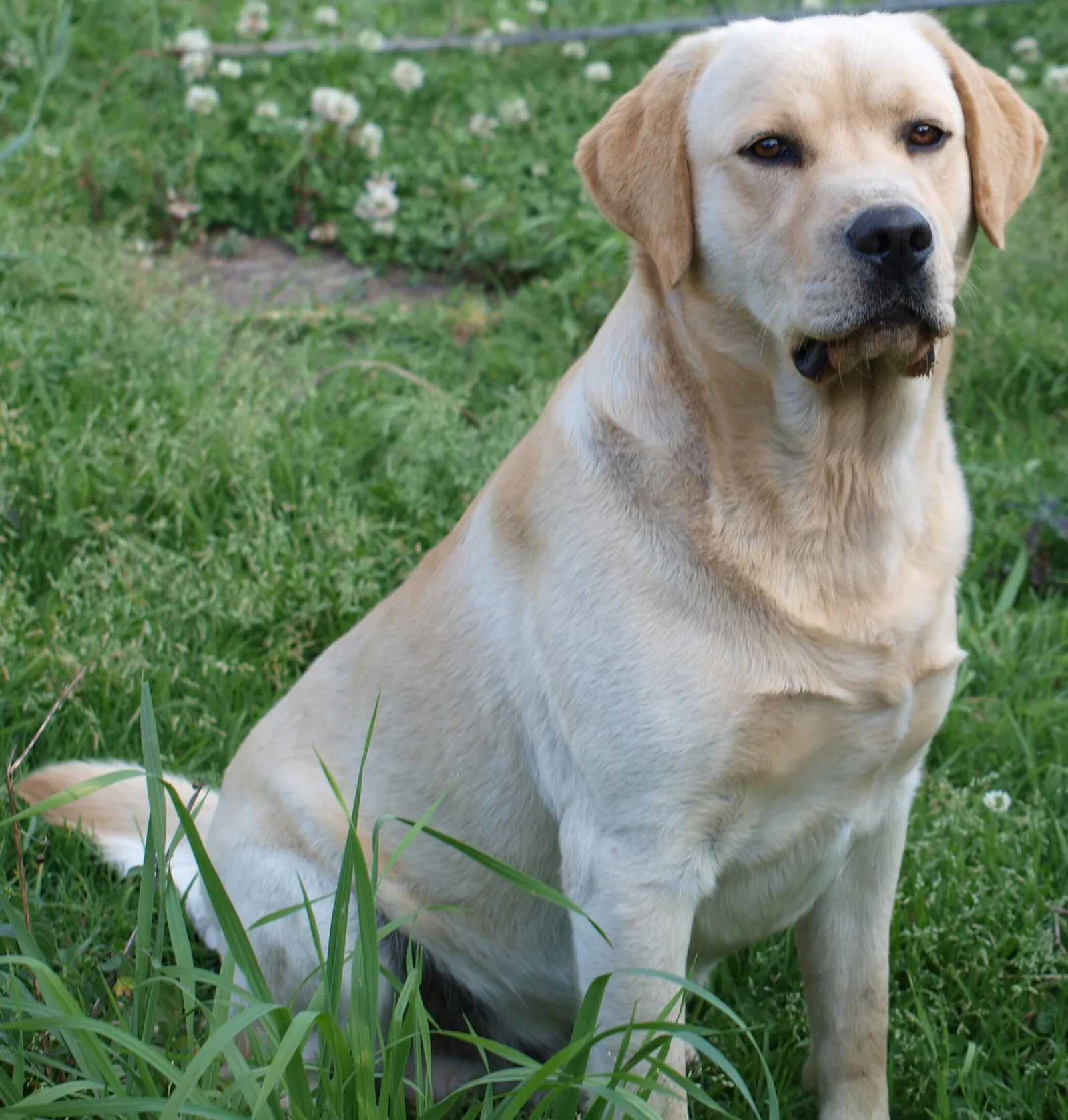 A yellow Labrador Retriever sitting outdoors, looking toward the camera.