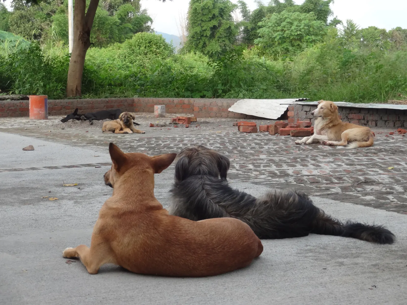 A small group of Indian pariah dogs resting together outdoors.