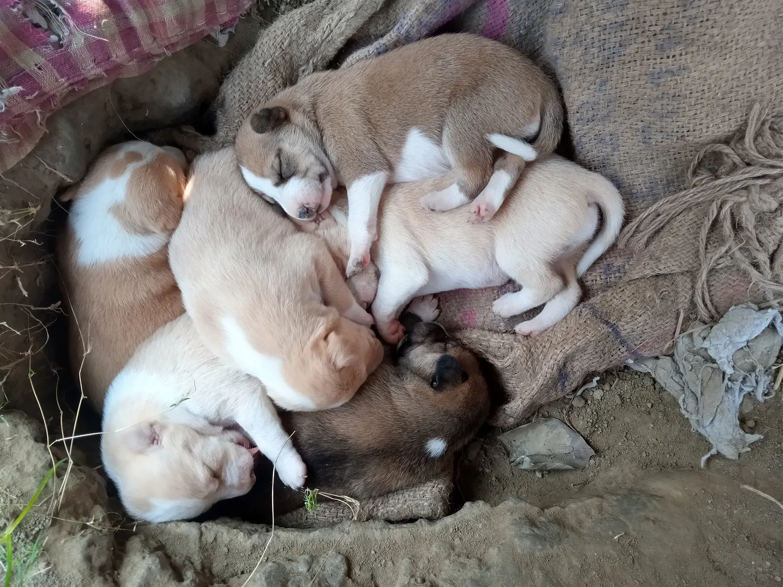 A litter of newborn Indian pariah dog puppies huddled together.